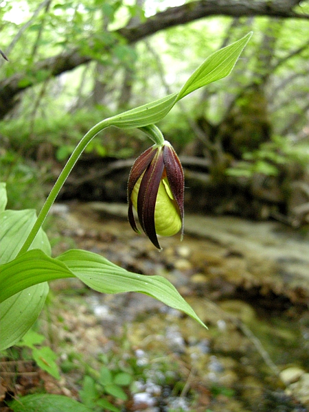 Cypripedium calceolus / Scarpetta di Venere